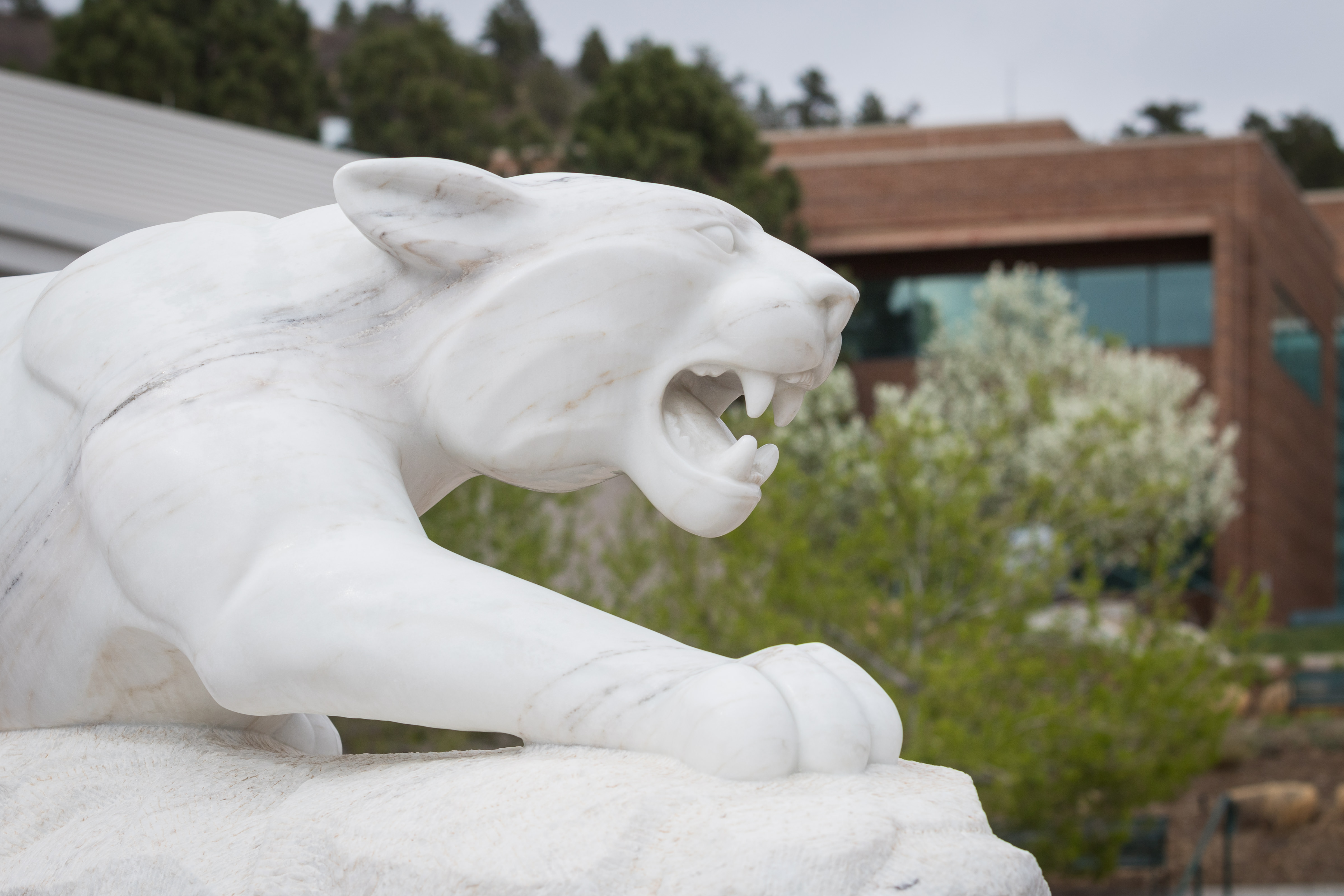 Photo of UCCS mountain lion statue on campus