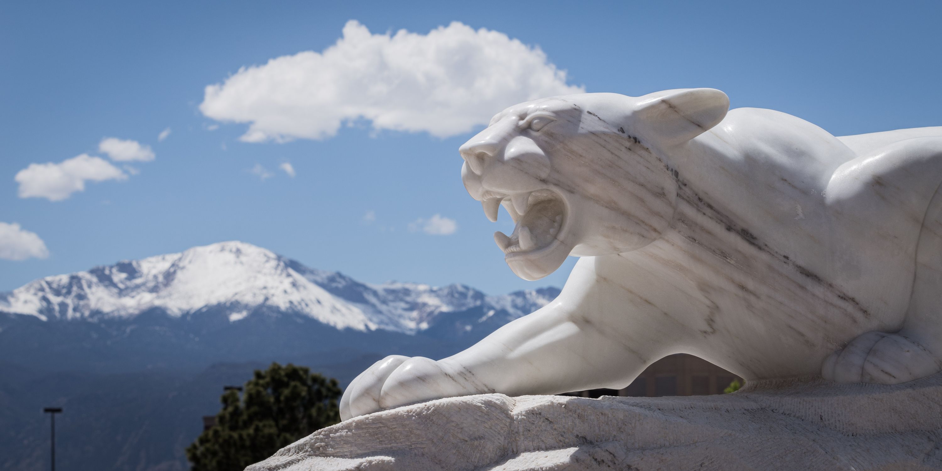 Mountain lion statue on campus